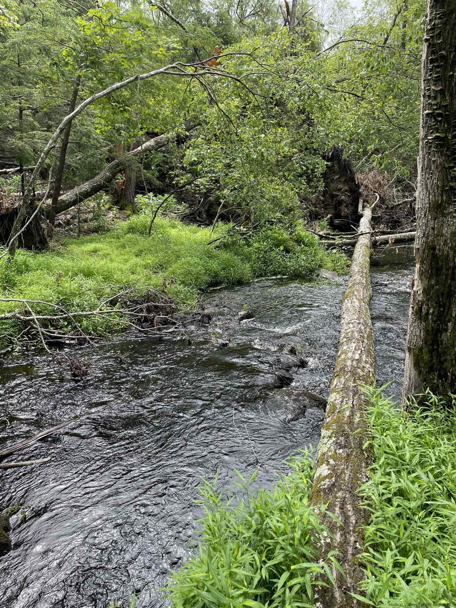 856 Ashokan Road Kingston, NY 12401 - Photo 10 of 22 a big yard with lots of green space and deers
