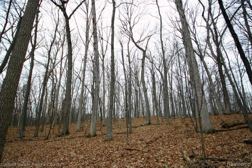 1 Shagbark Rochester, MI 48309 - Photo 7 of 17