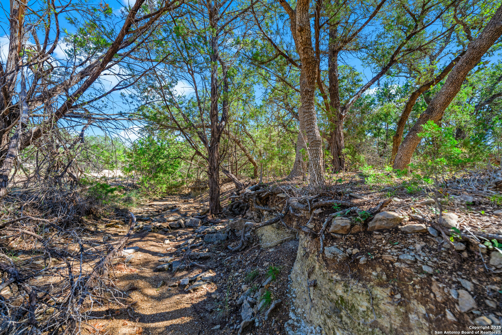 34720 Ansley Rdg Trail Bulverde, TX 78163 - Photo 13 of 24 a view of forest