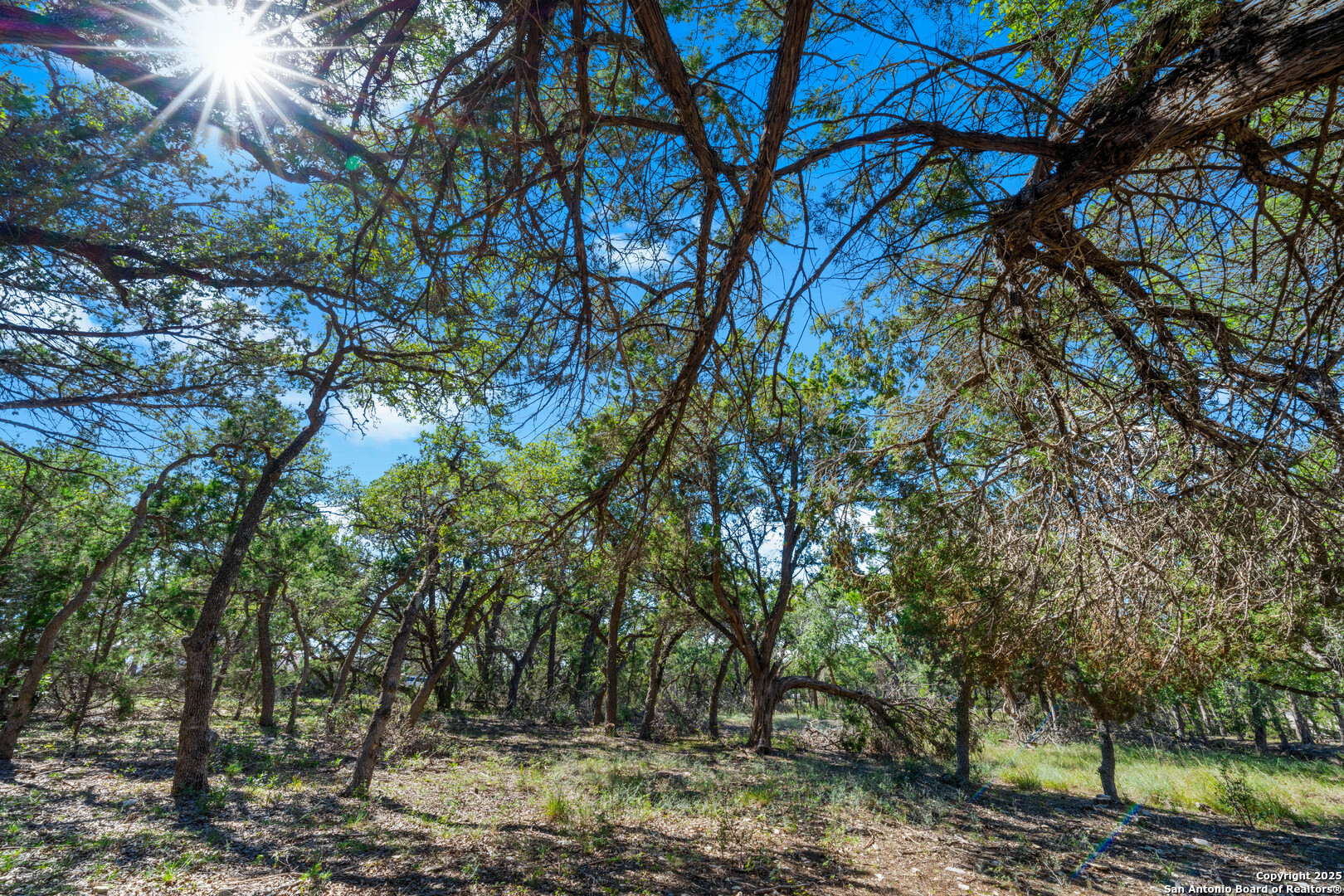 34720 Ansley Rdg Trail Bulverde, TX 78163 - Photo 14 of 24 a view of a tree in a yard
