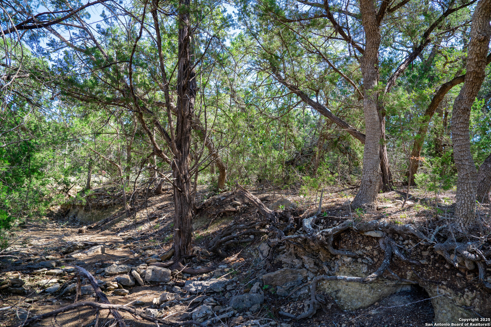 34720 Ansley Rdg Trail Bulverde, TX 78163 - Photo 6 of 24 a view of a large tree