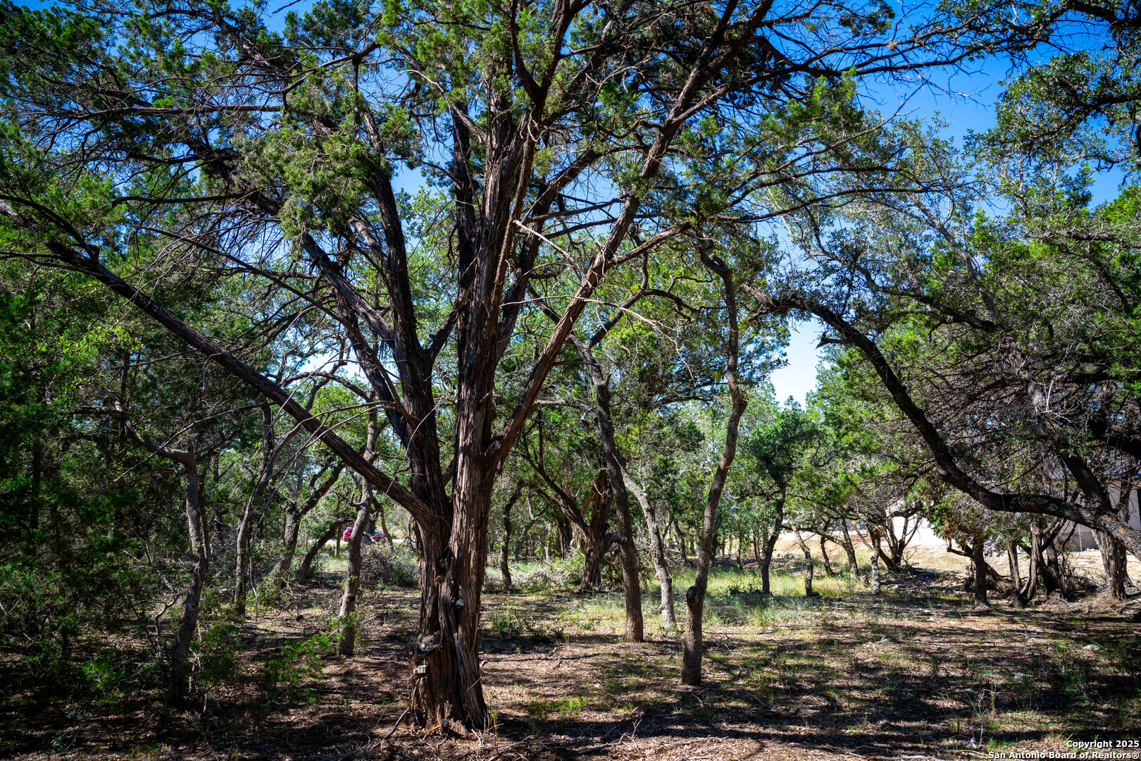 34720 Ansley Rdg Trail Bulverde, TX 78163 - Photo 7 of 24 a view of yard with green space