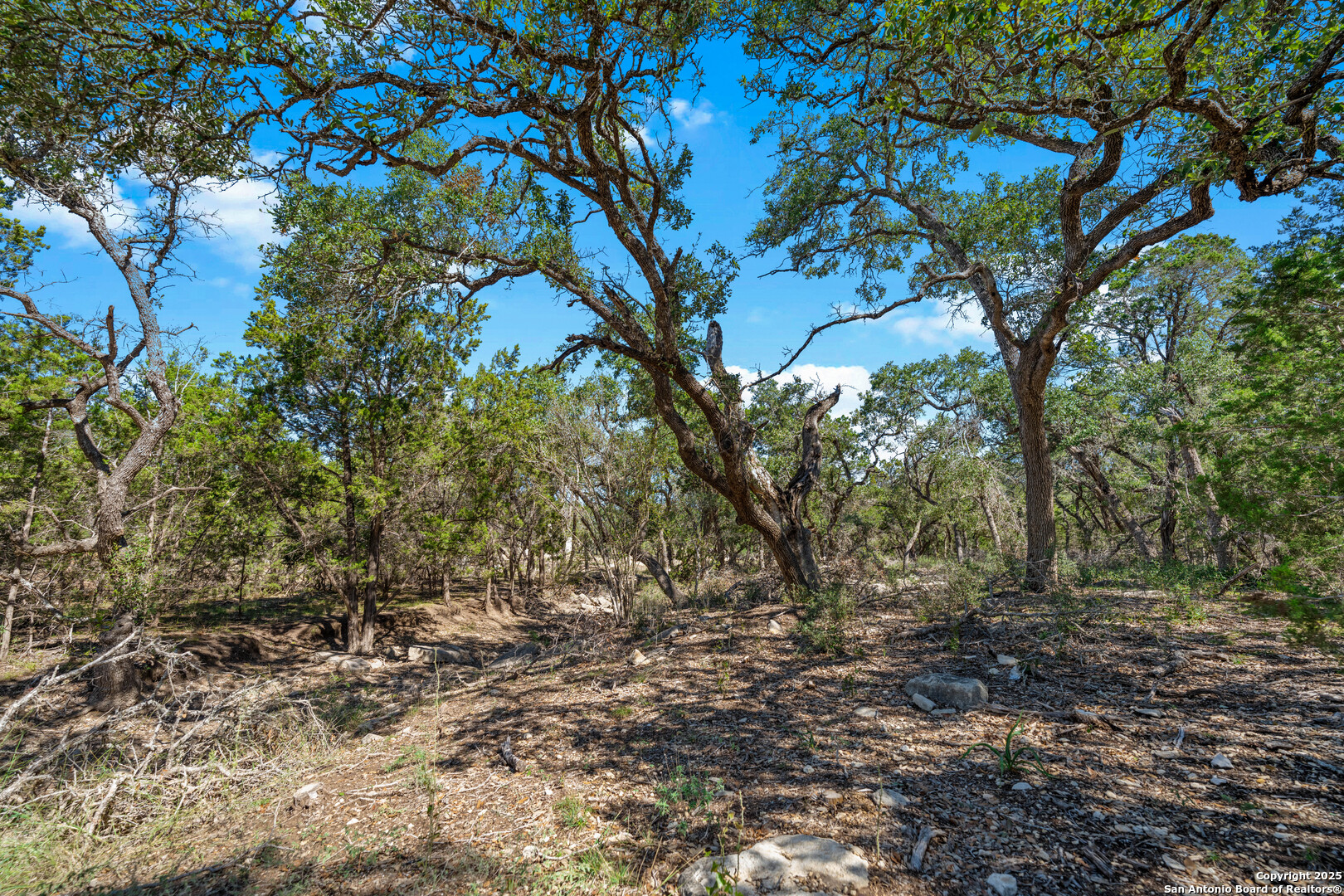 34720 Ansley Rdg Trail Bulverde, TX 78163 - Photo 10 of 24 a view of tree