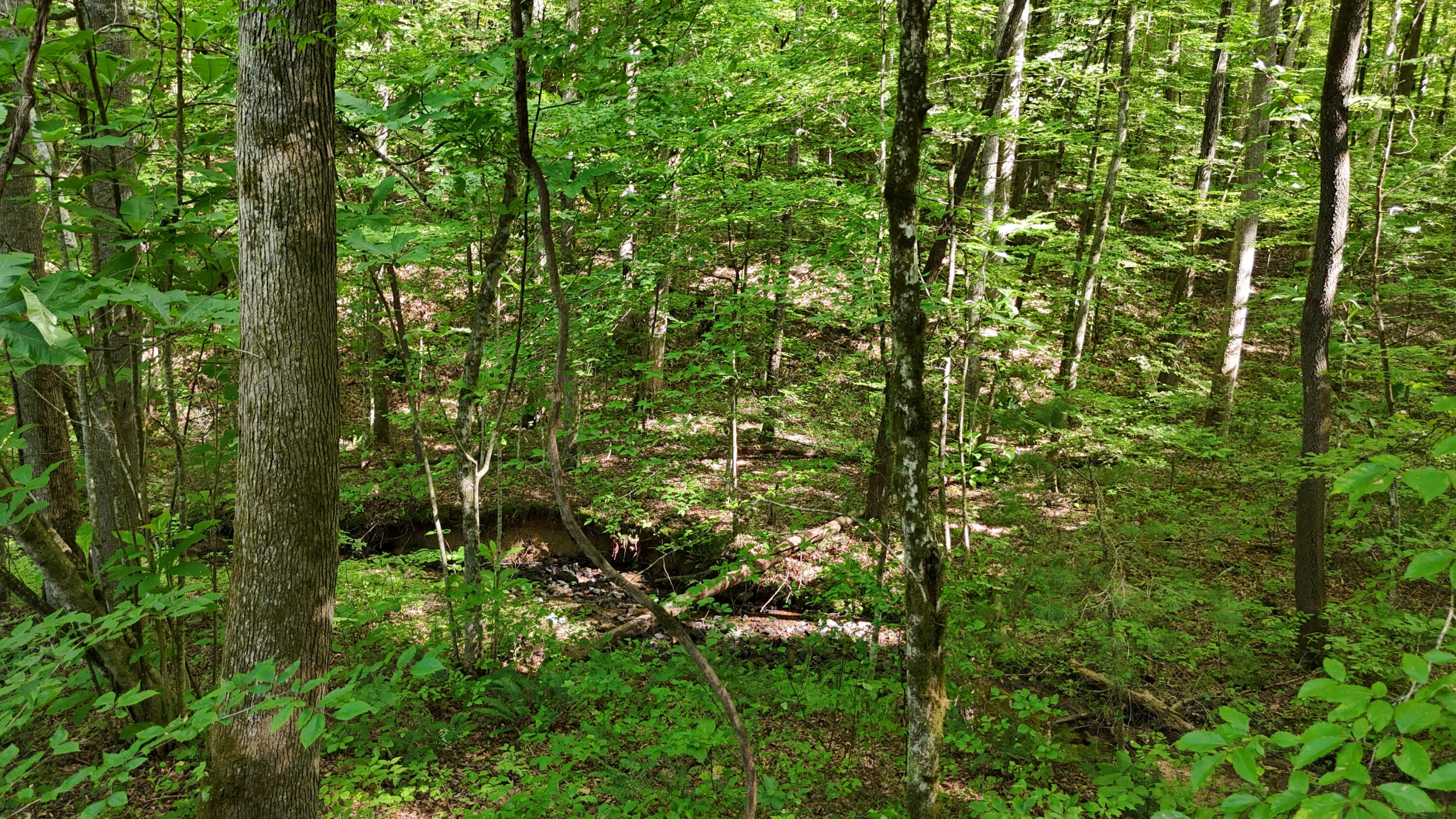 Lot 13-14 Clifton Cemetery Road Spring City, TN 37381 - Photo 11 of 20 dji_fly_20250702_171326_0668_17515461503