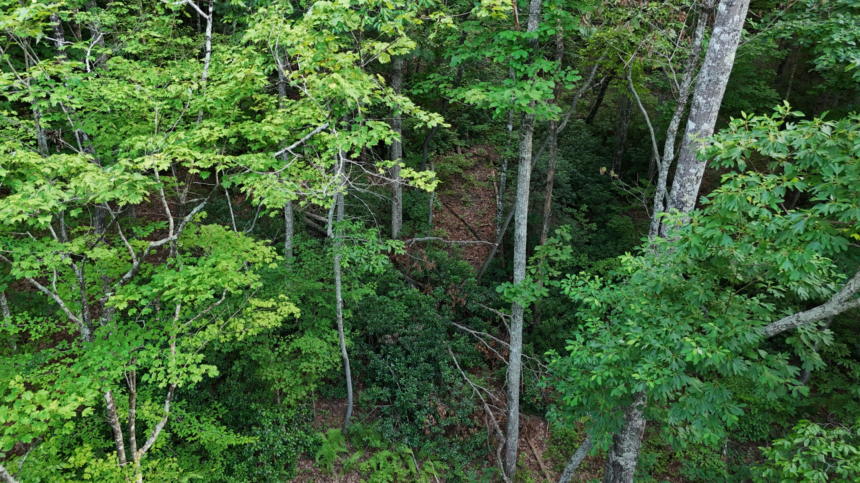 Lot 13-14 Clifton Cemetery Road Spring City, TN 37381 - Photo 14 of 20 dji_fly_20250702_171730_0671_17515461458