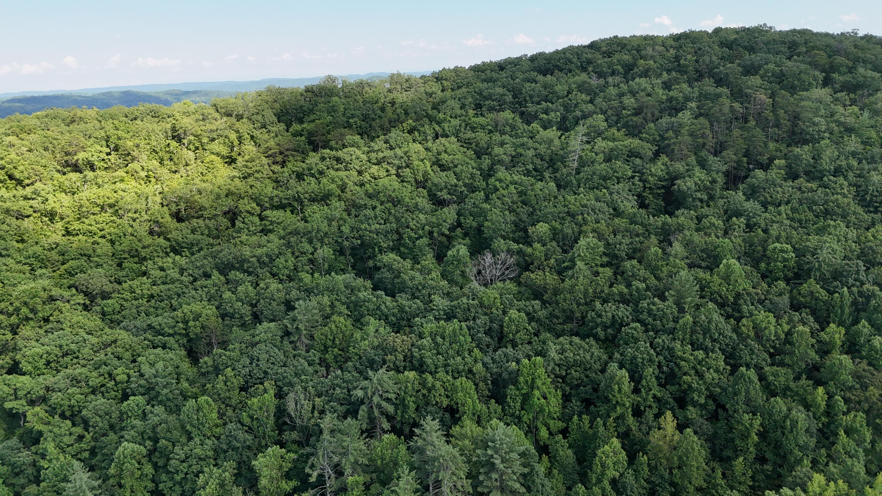 Lot 13-14 Clifton Cemetery Road Spring City, TN 37381 - Photo 15 of 20 dji_fly_20250702_171858_0672_17515461444