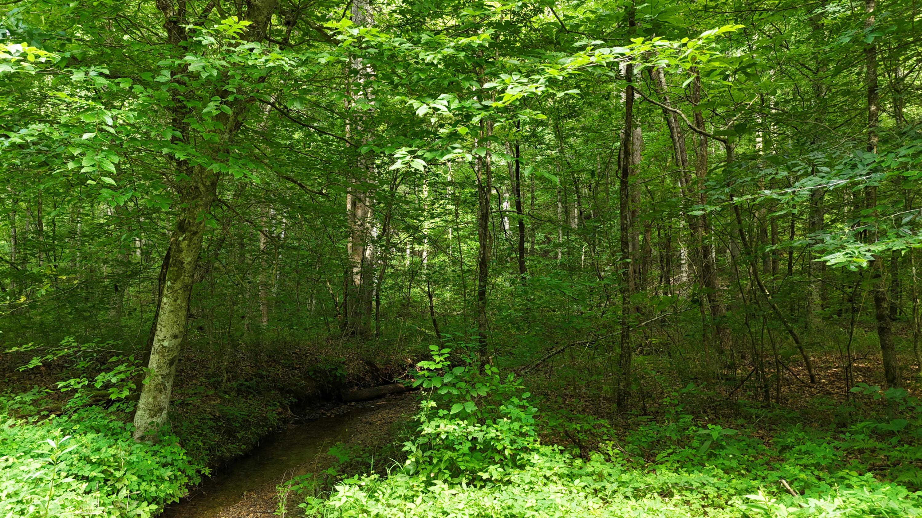 Lot 13-14 Clifton Cemetery Road Spring City, TN 37381 - Photo 3 of 20 dji_fly_20250702_170910_0661_17515461636