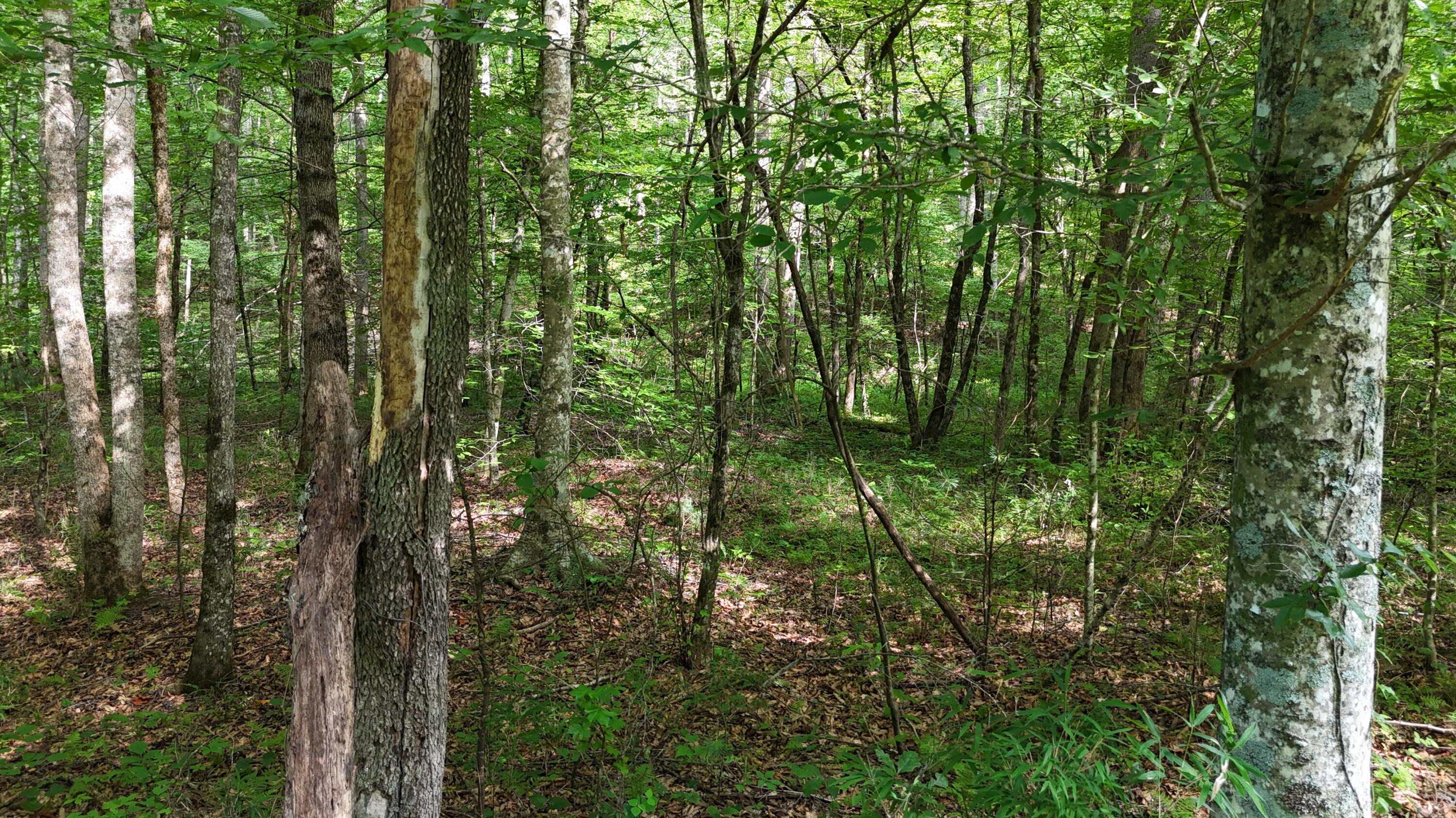 Lot 13-14 Clifton Cemetery Road Spring City, TN 37381 - Photo 4 of 20 dji_fly_20250702_170930_0662_17515461626