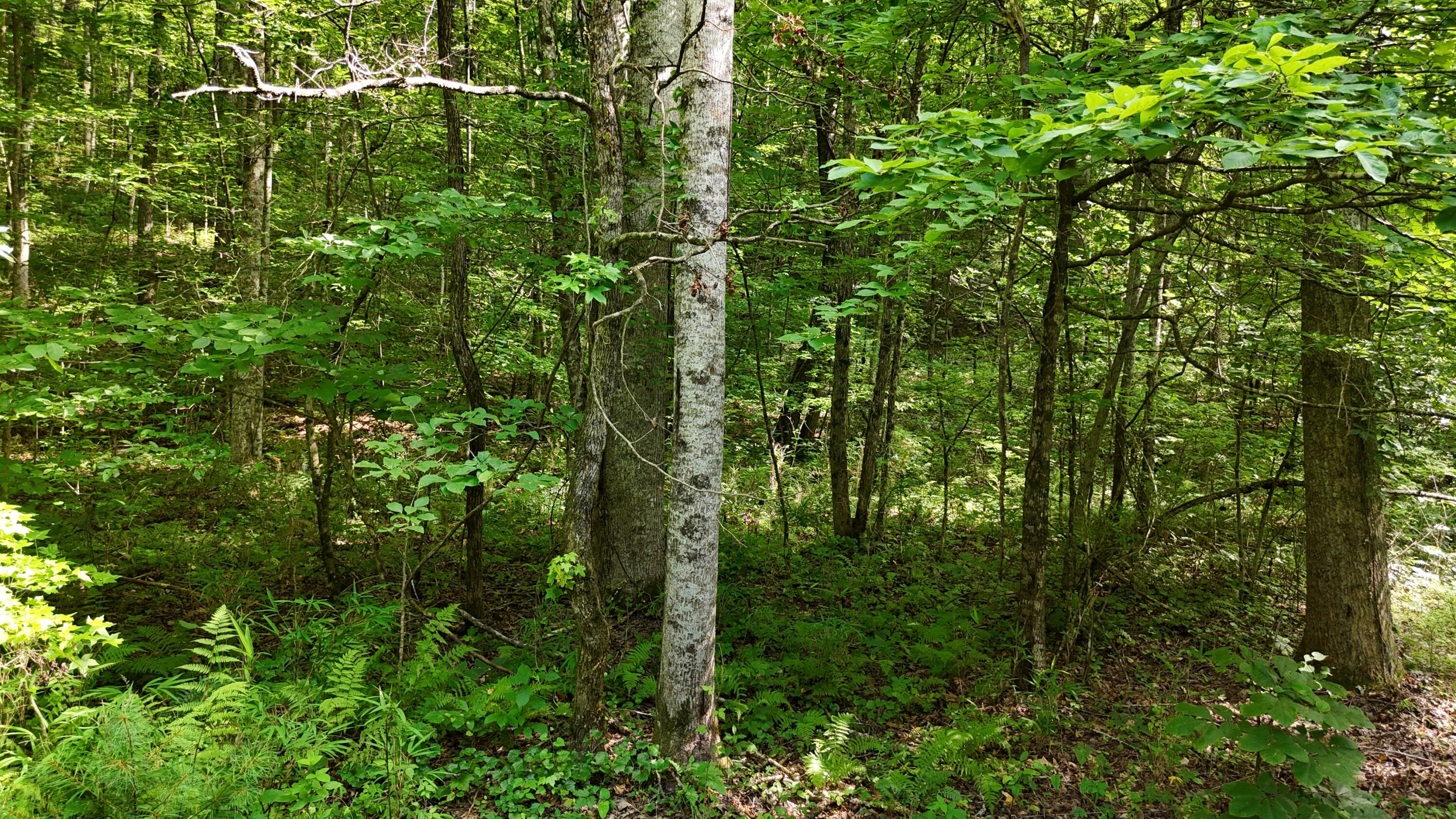 Lot 13-14 Clifton Cemetery Road Spring City, TN 37381 - Photo 6 of 20 dji_fly_20250702_171016_0663_17515461617