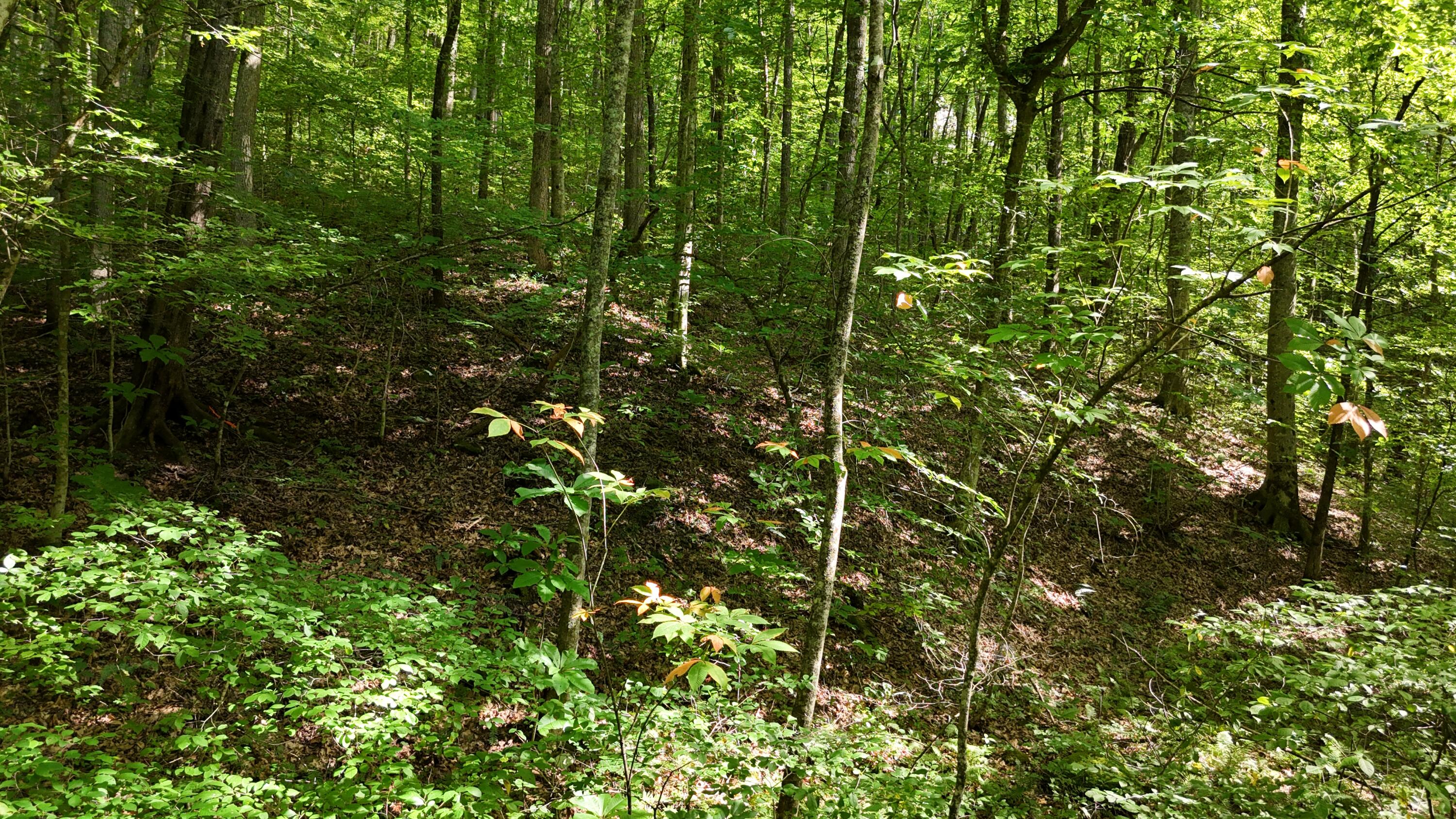 Lot 13-14 Clifton Cemetery Road Spring City, TN 37381 - Photo 7 of 20 dji_fly_20250702_171052_0664_17515461611