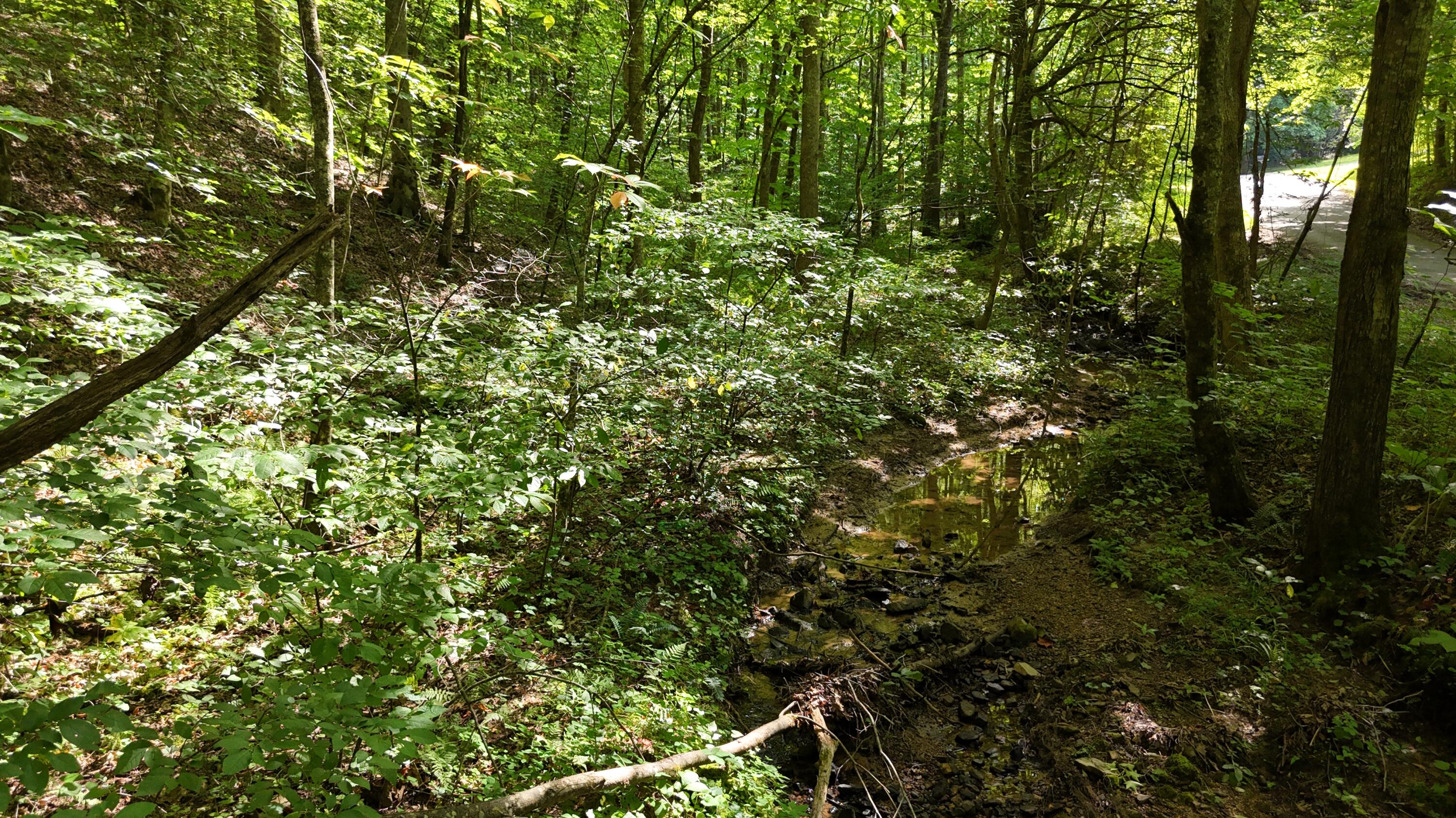 Lot 13-14 Clifton Cemetery Road Spring City, TN 37381 - Photo 10 of 20 dji_fly_20250702_171138_0666_17515461528