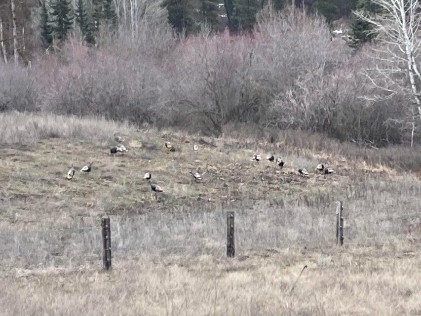 D- Lot 3 D- Road Chewelah, WA 99109 - Photo 13 of 15 Gallery Image 13
