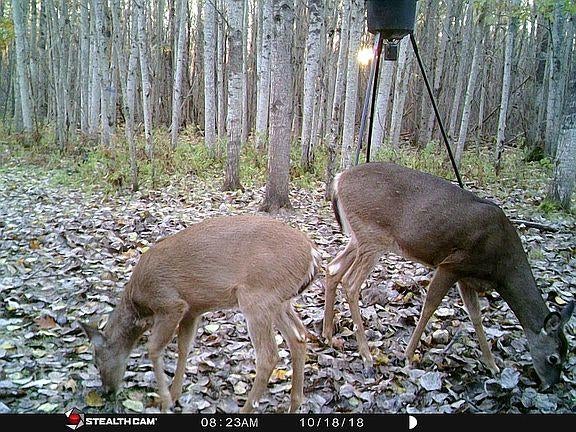 5034 North Blaisdell Road Merritt, MI 49667 - Photo 74 of 91 Gallery Image 74