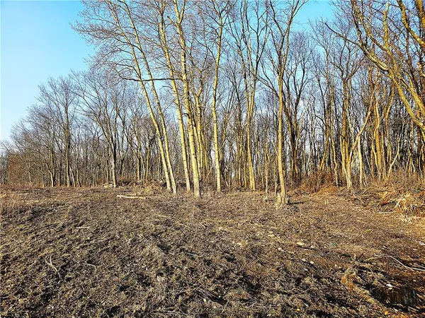 a view of a yard with trees