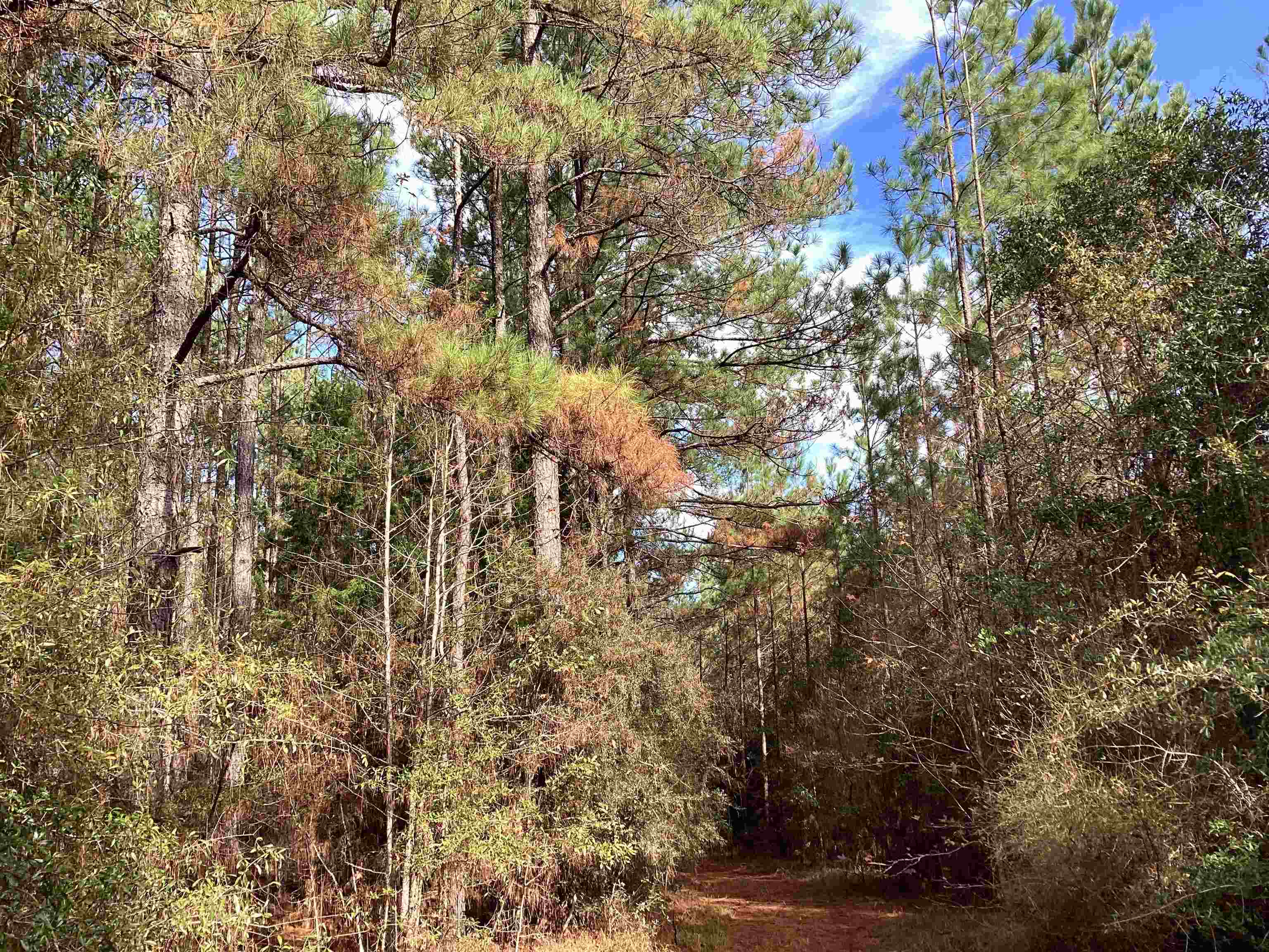 995 Judge Smith Road Andalusia, AL 36421 - Photo 4 of 12 Gallery Image 4
