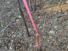 948 Smyrna Church Road Molena, GA 30258 - Photo 12 of 35 a close up of a plant