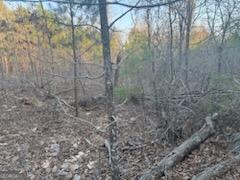 948 Smyrna Church Road Molena, GA 30258 - Photo 19 of 35 a view of a forest that has a tree in it