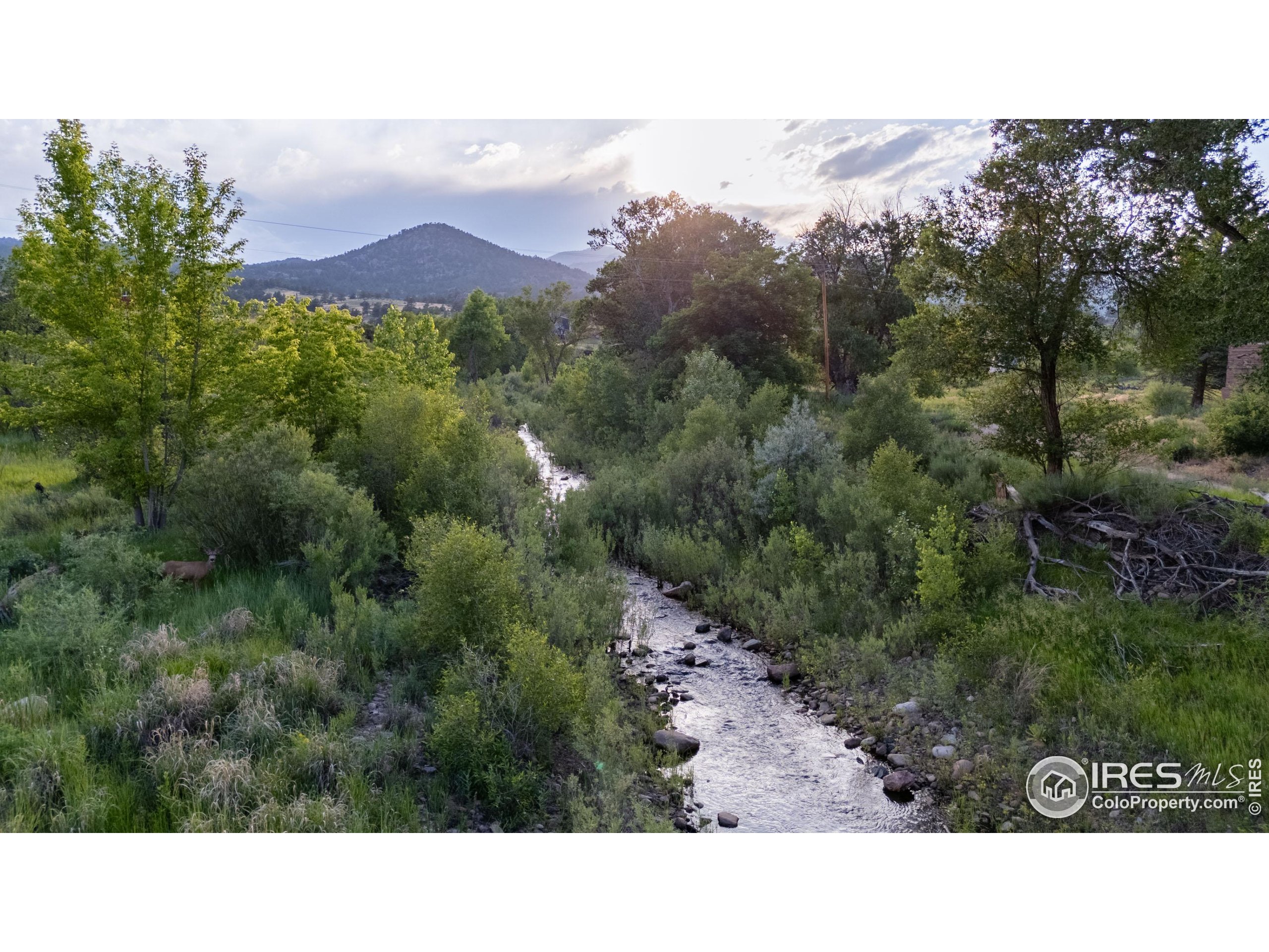 108 Lone Star Road Lyons, CO 80540 - Photo 30 of 38 a black and white photo of a forest