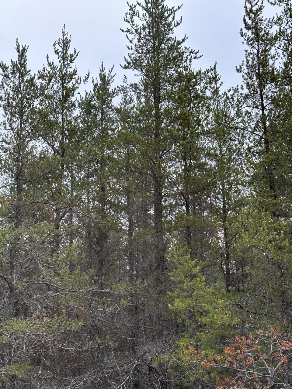 On Lois Road, Unit 40692 Tomahawk, WI 54487 - Photo 1 of 1 Gallery Image 1