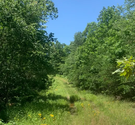 a view of a lush green forest