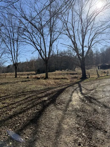 a view of dirt yard with a large tree