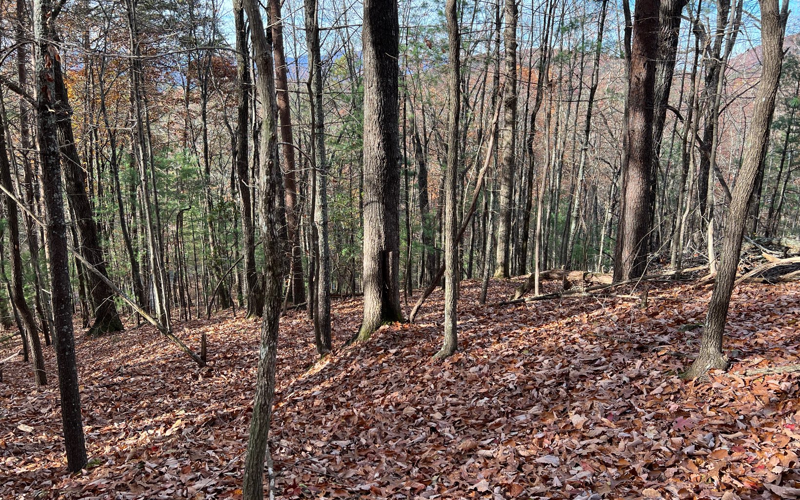 J-214 Walnut Mountain Road Ellijay, GA 30536 - Photo 3 of 23 a view of outdoor space with lots of trees