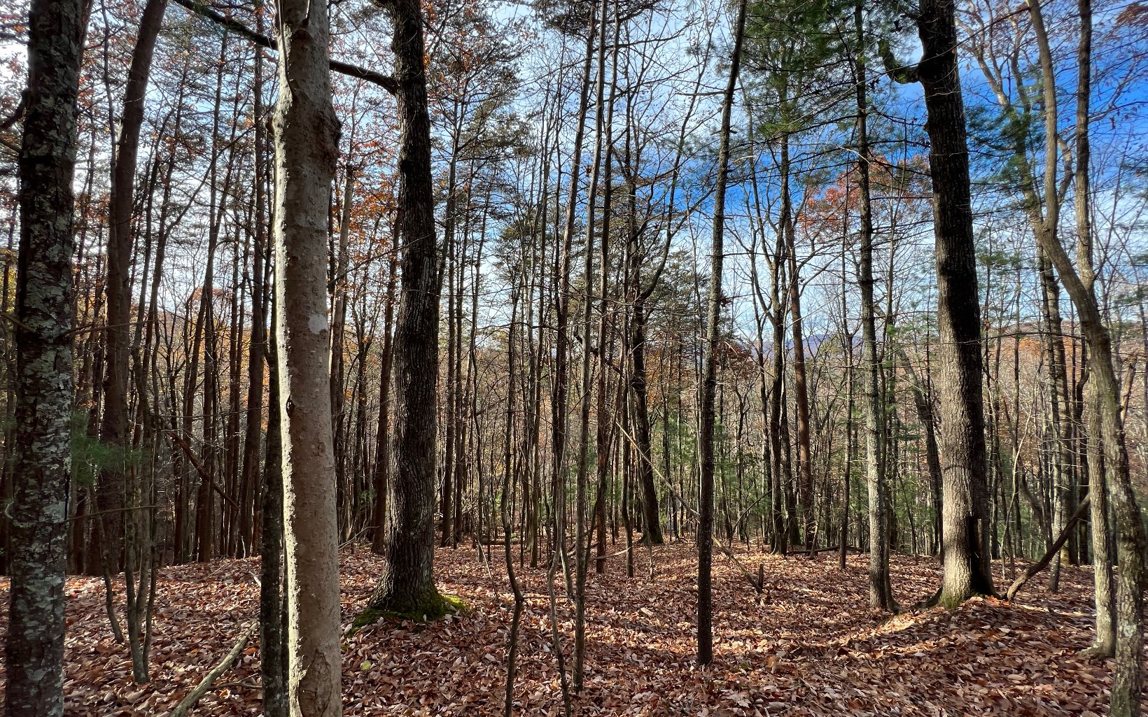 J-214 Walnut Mountain Road Ellijay, GA 30536 - Photo 6 of 23 a view of outdoor space with lots of trees