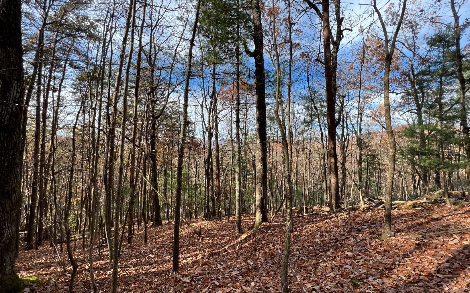J-214 Walnut Mountain Road Ellijay, GA 30536 - Photo 7 of 23 a view of a backyard of a house