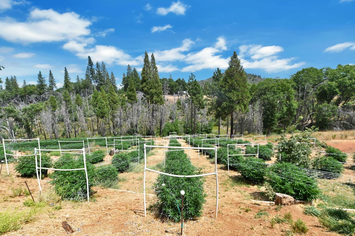 6640 Railroad Flat Road Mountain Ranch, CA 95246 - Photo 43 of 60 a view of a fountain in the backyard of a house