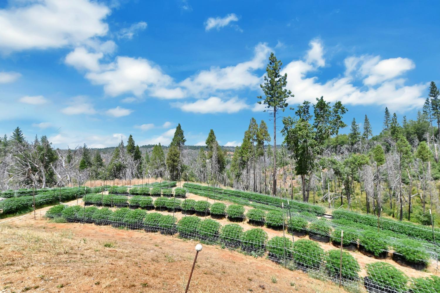 6640 Railroad Flat Road Mountain Ranch, CA 95246 - Photo 44 of 60 a view of a city street with a building in the background