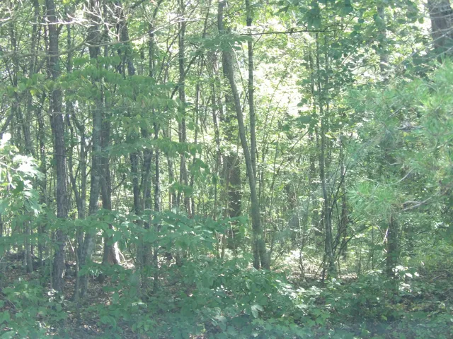 $55,000 | 243 Mountain View Drive, Unit 19, Deer Lodge, TN 37726