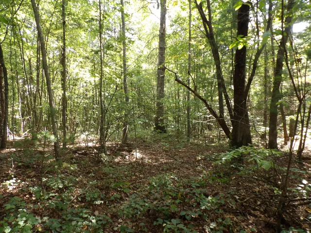 $55,000 | 243 Mountain View Drive, Unit 19, Deer Lodge, TN 37726