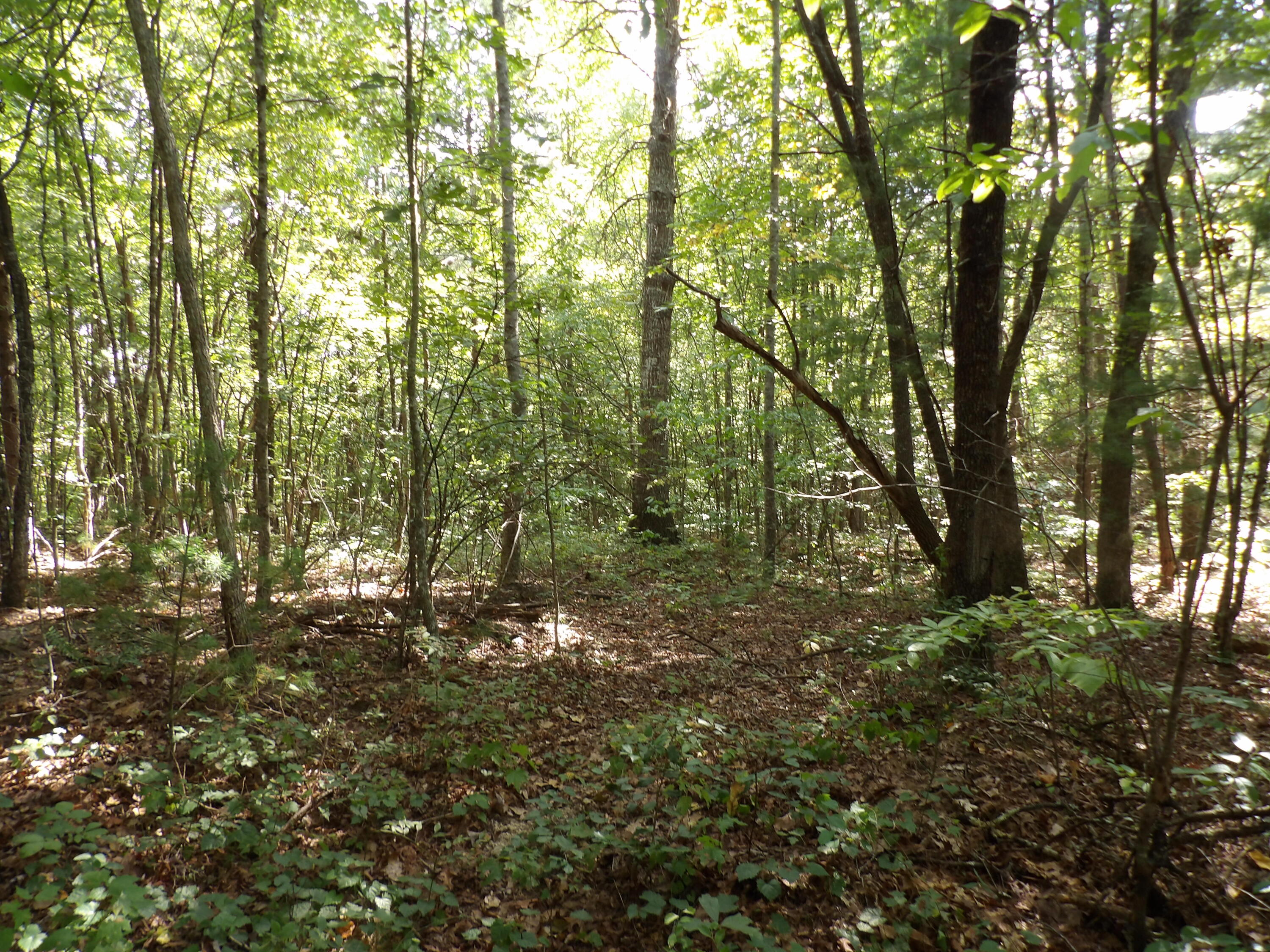 243 Mountain View Drive, Unit 19 Deer Lodge, TN 37726 - Photo 12 of 22 100_0776