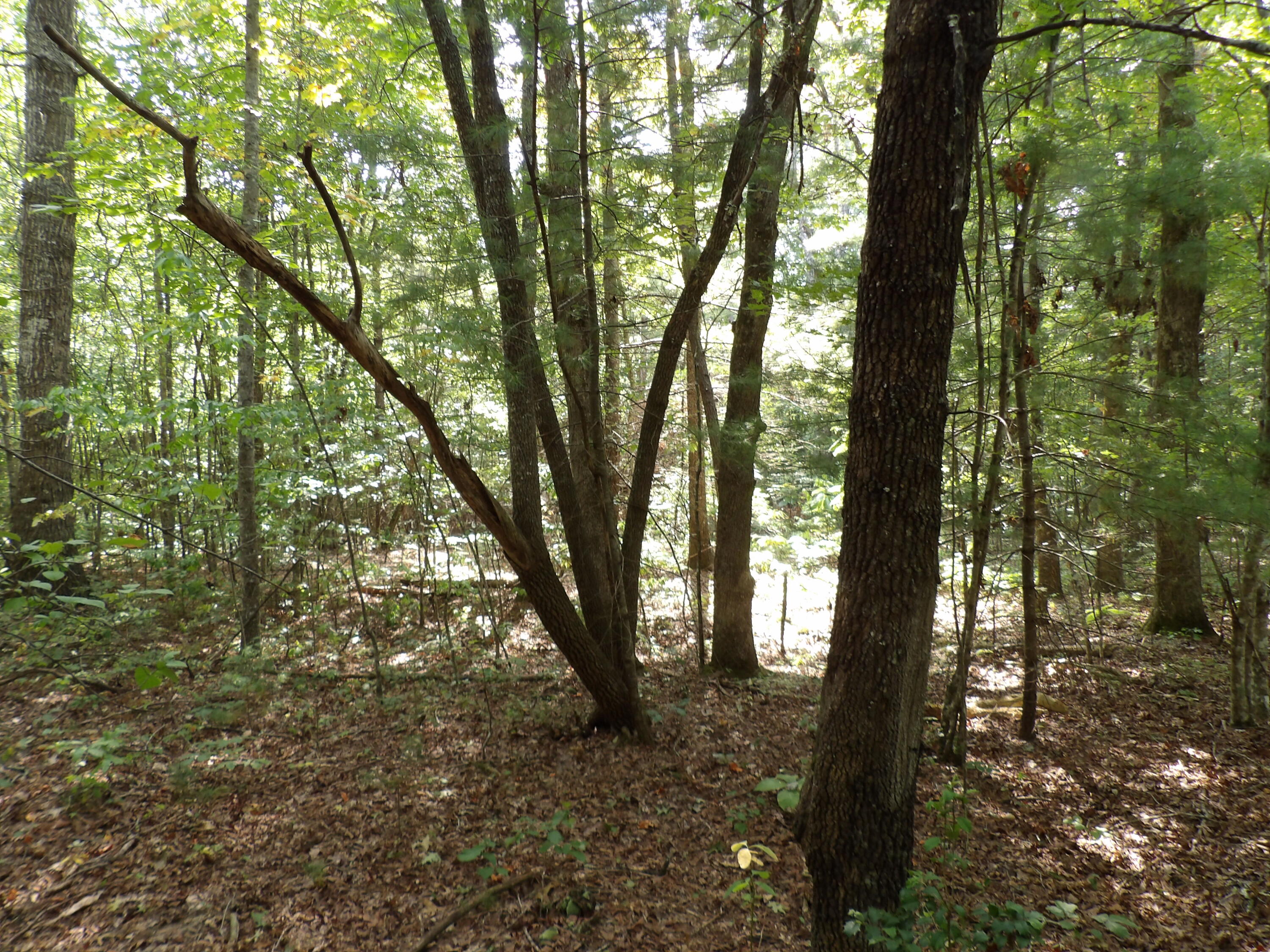 243 Mountain View Drive, Unit 19 Deer Lodge, TN 37726 - Photo 15 of 22 100_0779