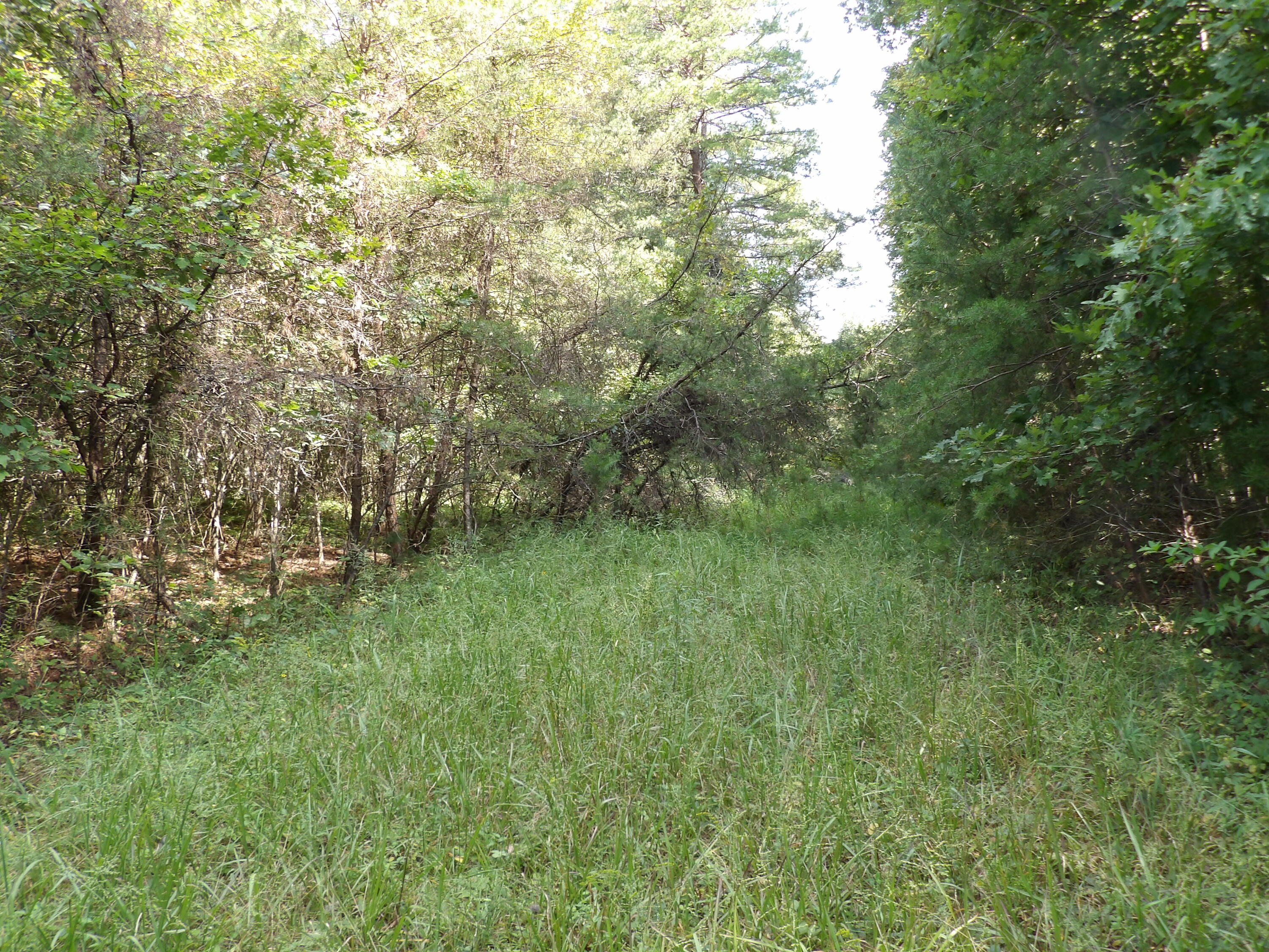 243 Mountain View Drive, Unit 19 Deer Lodge, TN 37726 - Photo 10 of 22 100_0774