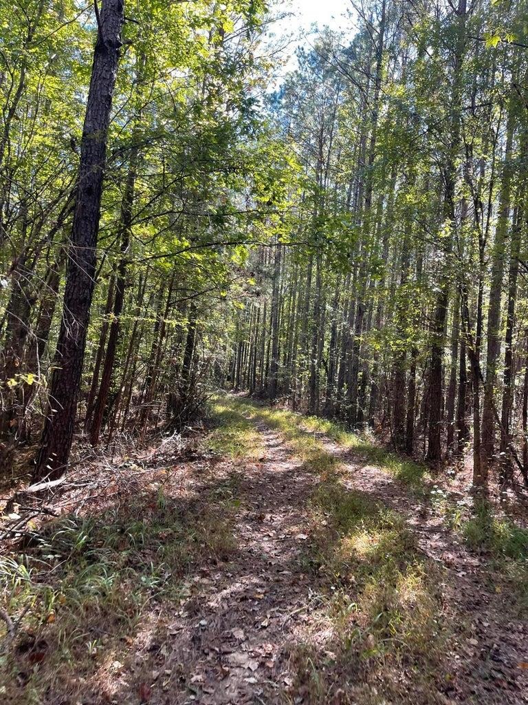0 Cr 335 Tract 9 Drive Rienzi, MS 38865 - Photo 13 of 19 a view of a yard with a tree