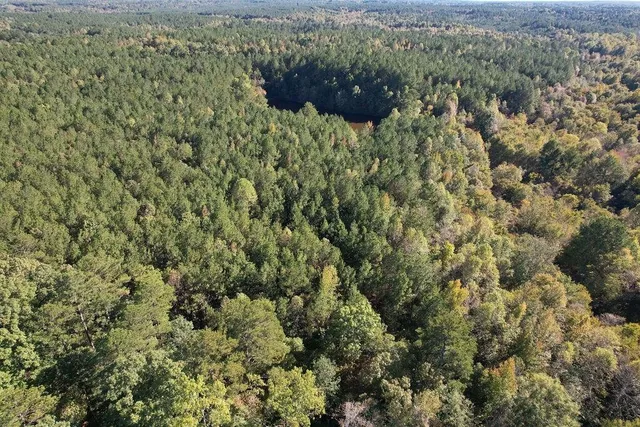 an aerial view of forest