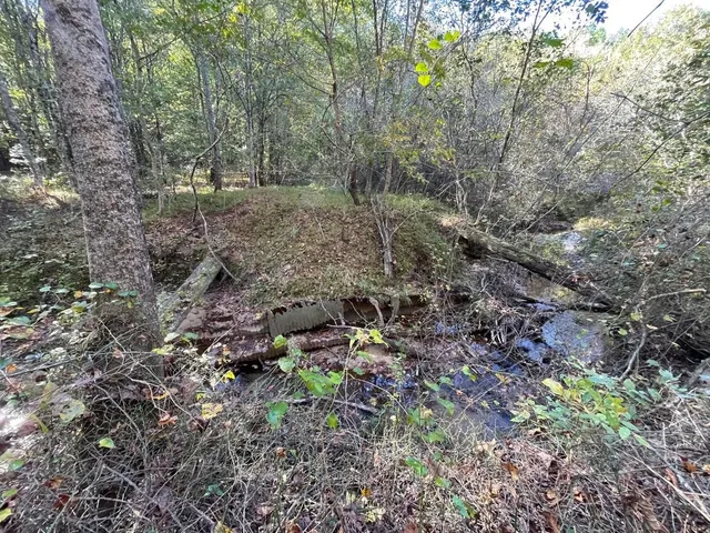 a view of a forest that has a tree