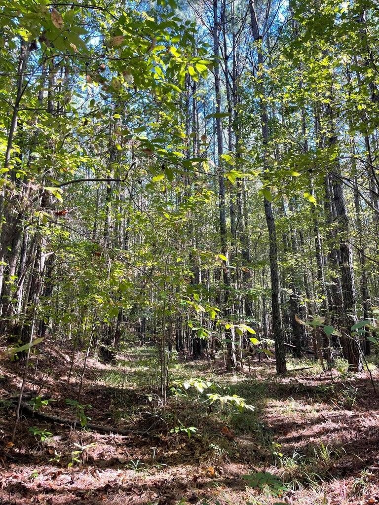 0 Cr 335 Tract 9 Drive Rienzi, MS 38865 - Photo 5 of 19 a view of outdoor space and a yard