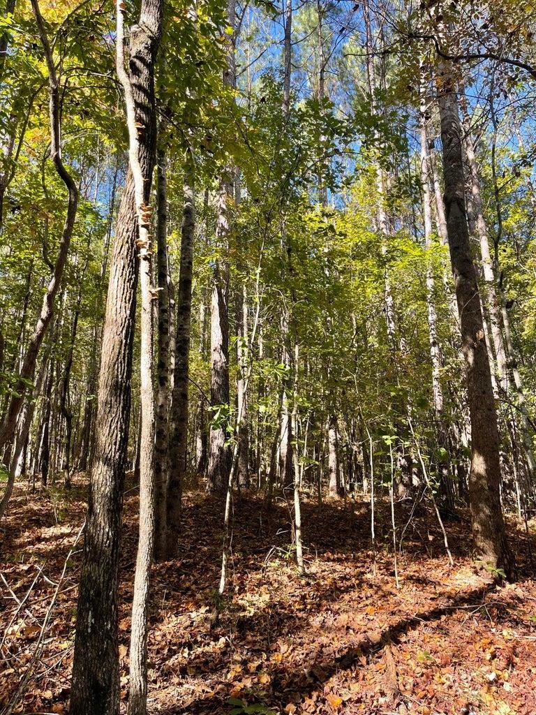 0 Cr 335 Tract 9 Drive Rienzi, MS 38865 - Photo 7 of 19 a backyard of a house with lots of green space
