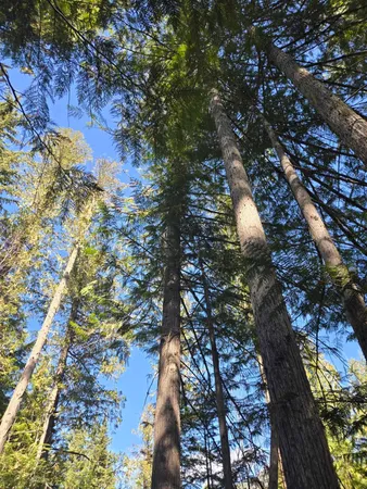 $68,500 | 192 Meadowlark Lane, Ione, WA 99139