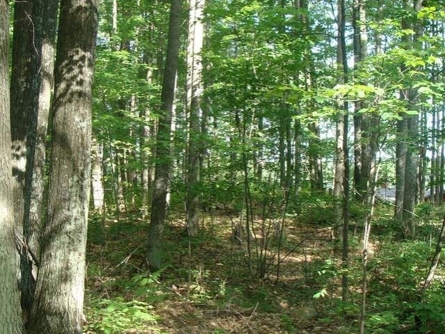 Lot 9 Flannery Lake Road Rhinelander, WI 54501 - Photo 15 of 18 Gallery Image 15