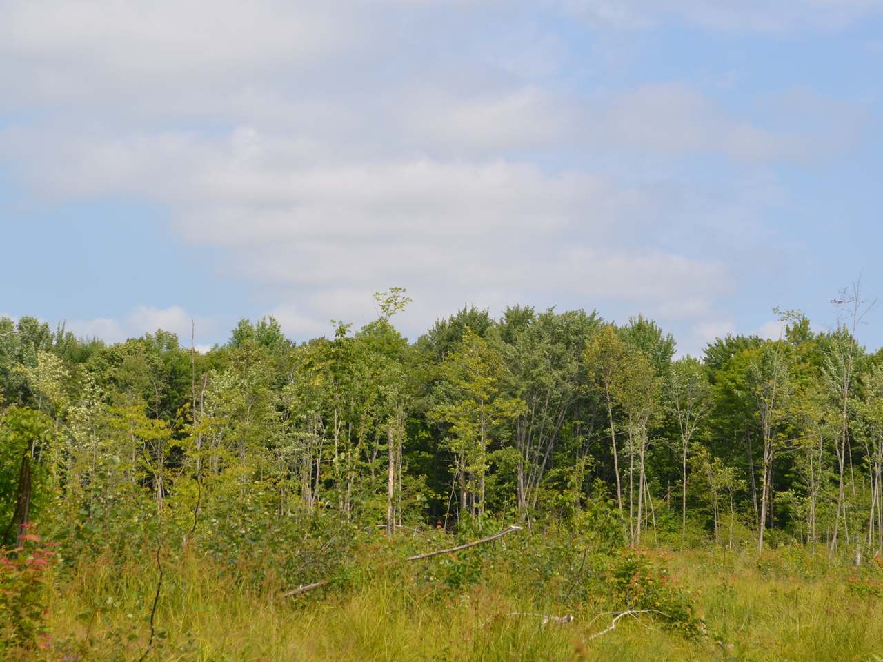 Four Mile Road Tomahawk, WI 54487 - Photo 6 of 20 Gallery Image 6