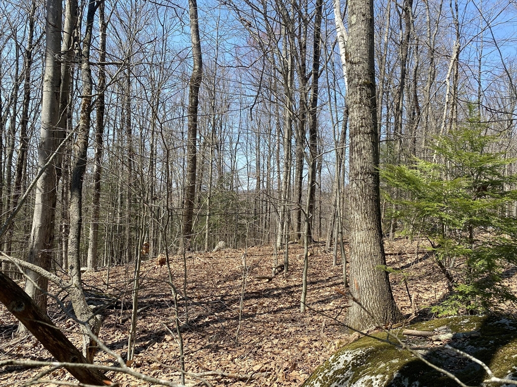 Lot 15 Colebrook River Road Tolland, MA 01034 - Photo 3 of 11 a view of a yard with plants and trees