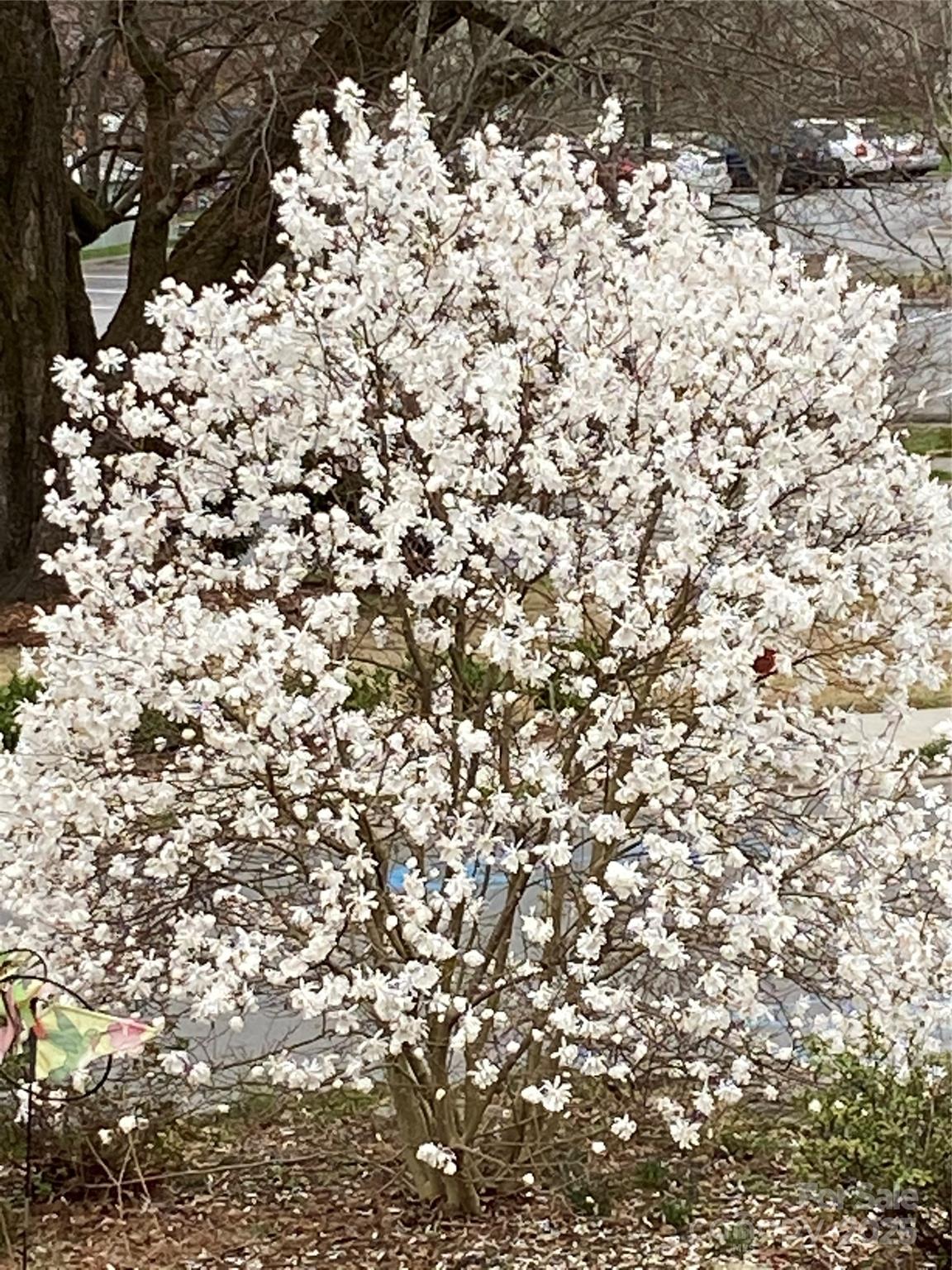 21 Maple Street Brevard, NC 28712 - Photo 11 of 29 a view of a snow on a road