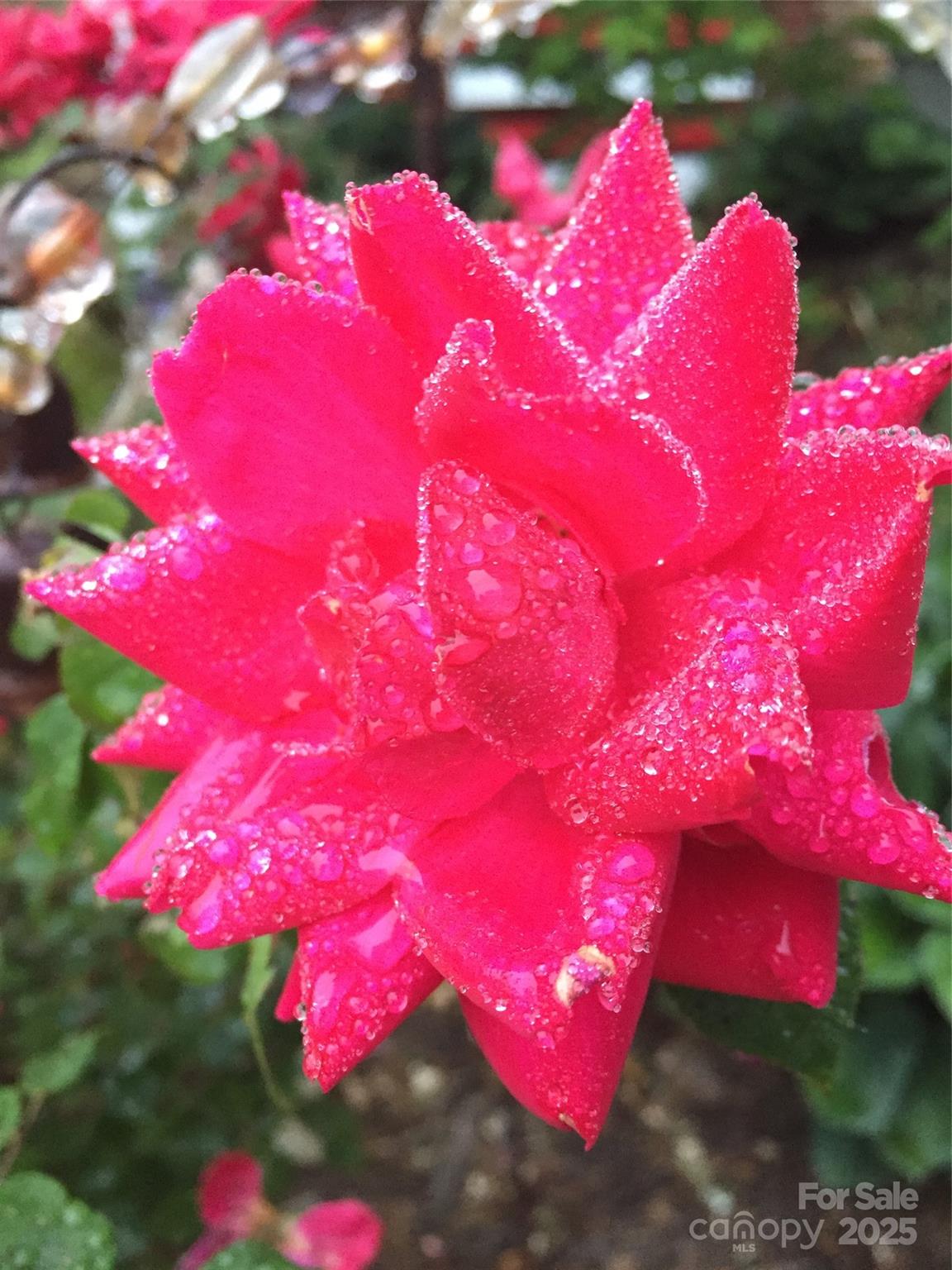 21 Maple Street Brevard, NC 28712 - Photo 12 of 29 a view of a flower