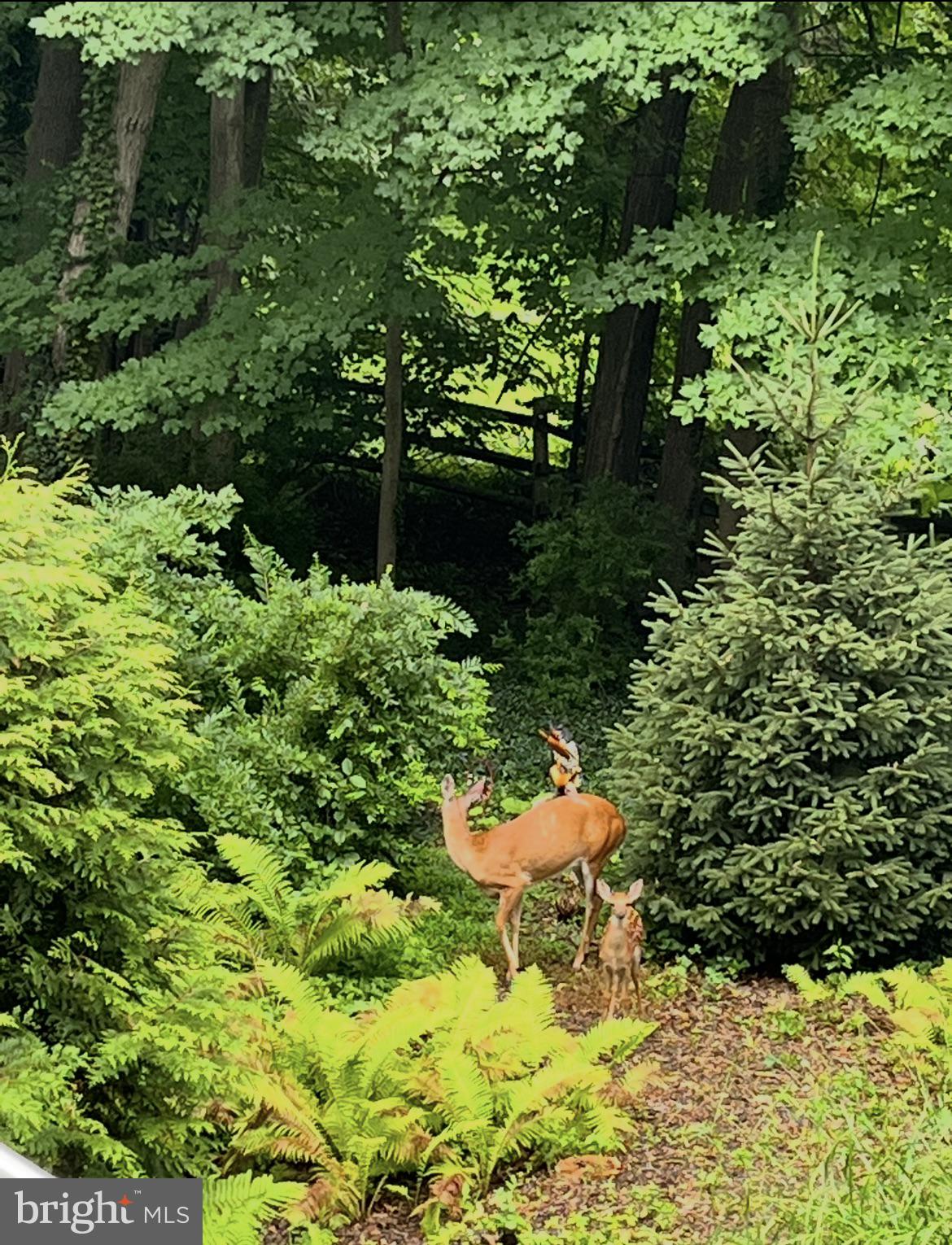 339 Plush Mill Road Wallingford, PA 19086 - Photo 30 of 34