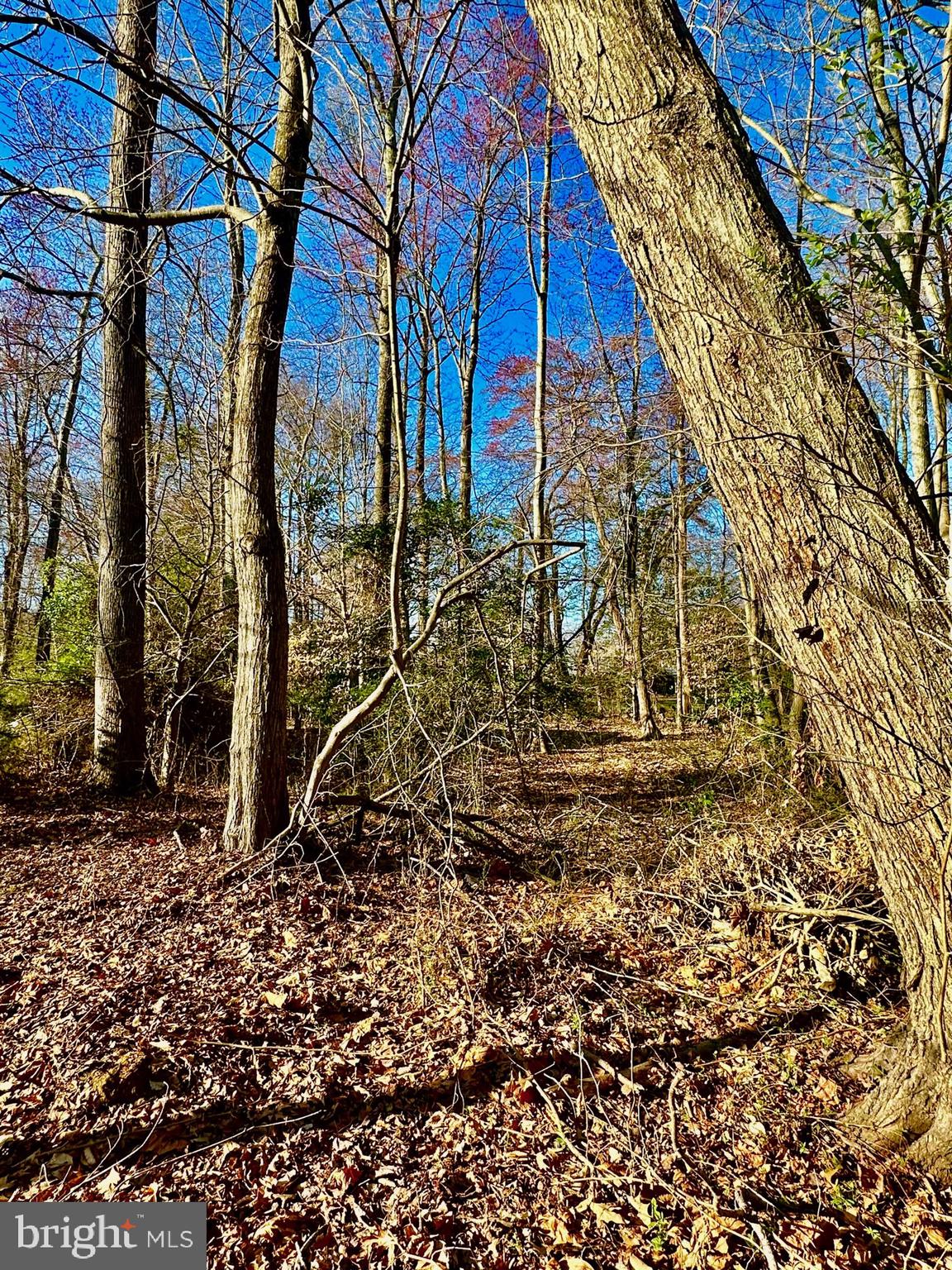 408 Dyer Drive Accokeek, MD 20607 - Photo 2 of 7 a view of a yard with plants and trees
