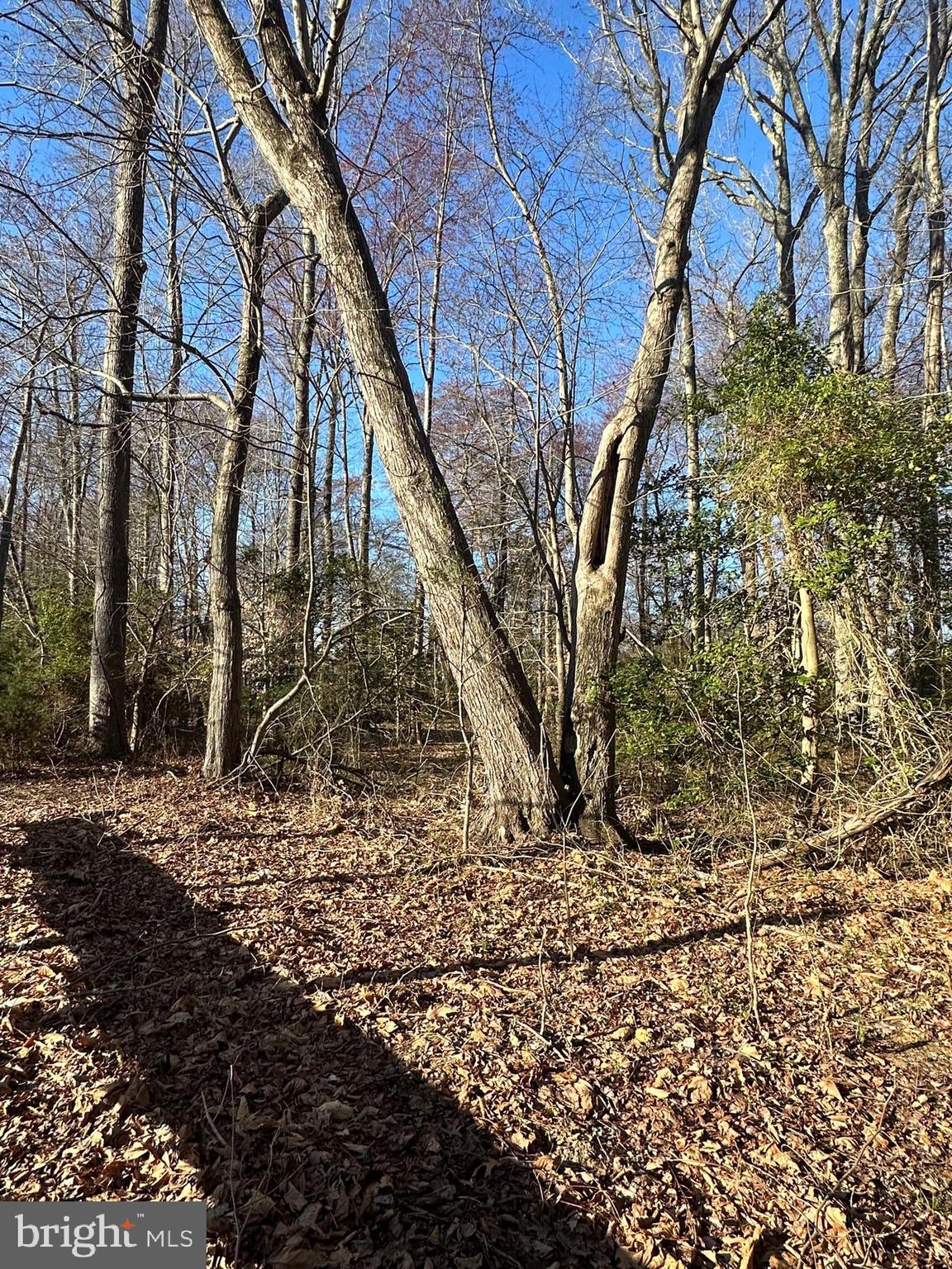 408 Dyer Drive Accokeek, MD 20607 - Photo 3 of 7 a backyard of a house with large trees
