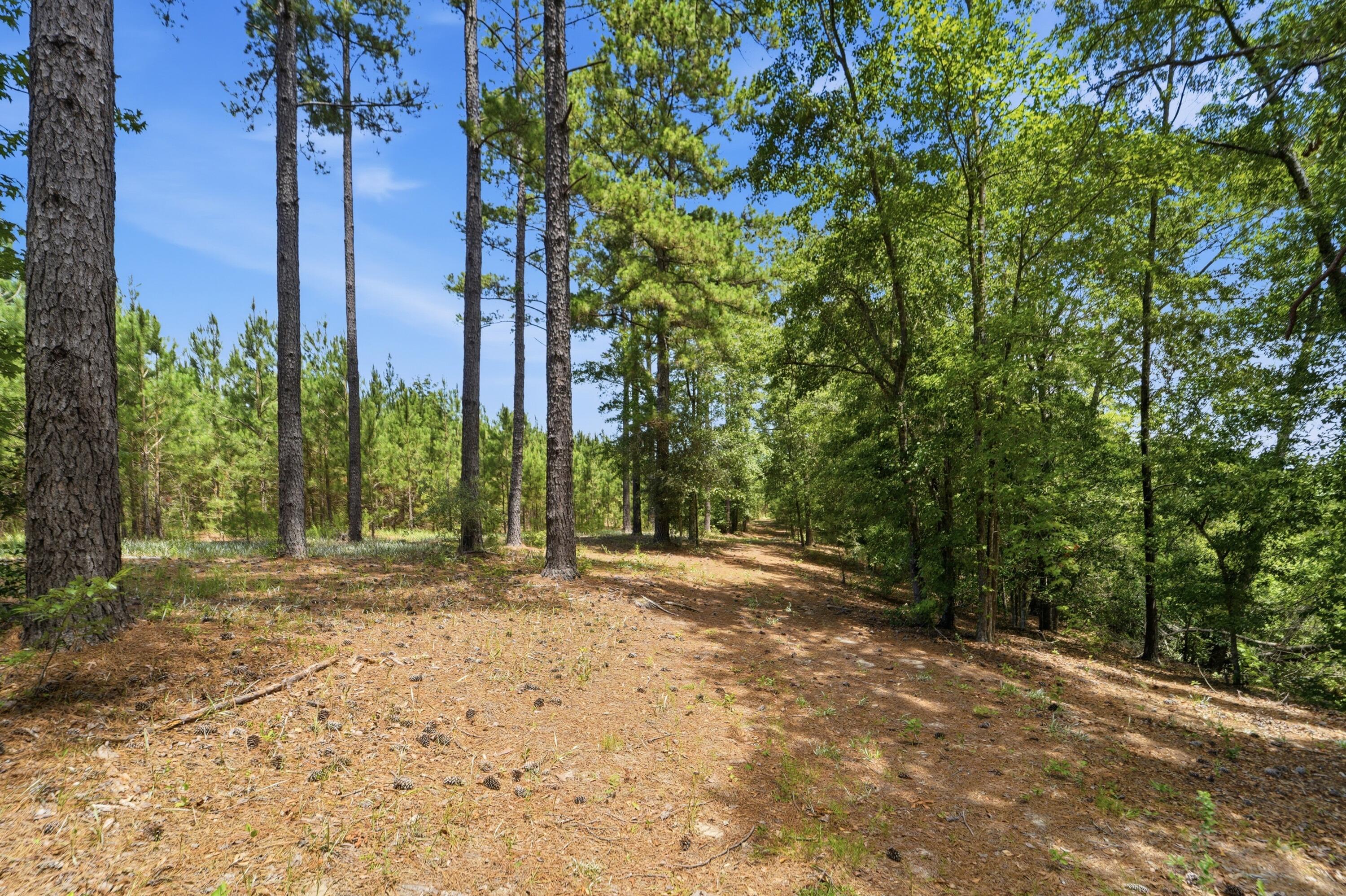 1530 Catfish Lane Manning, SC 29102 - Photo 23 of 37 wooded lot